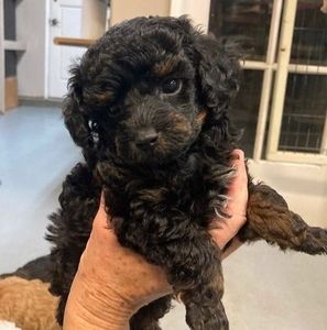 Meet your Posher, Adela